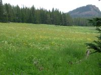 Meadow on Highway 40